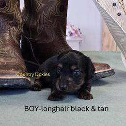 Blk boy - Black and tan male Dachshund puppy in Cedar City, Utah from Country Doxies
