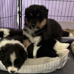 Collie and Companion Cross Puppies from Dreamdale Companions