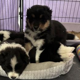 Collie and Companion Cross Puppies from Dreamdale Companions