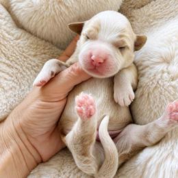 Oak - Apricot male Goldendoodle puppy in Gilbert, Arizona from Doodle Bliss