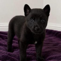 Dark coat and black mask female - Black sable female Belgian Malinois puppy in Dallas, Texas from RoyalHaus Malinois