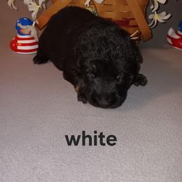 White - Black and tan female German Shepherd puppy in Gustavus, Ohio from Cross Kreek Kennels