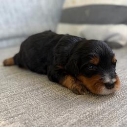 Boy 2 - Tri-color male Bernedoodle puppy in Spring Hill, Florida from Ohana Doodles