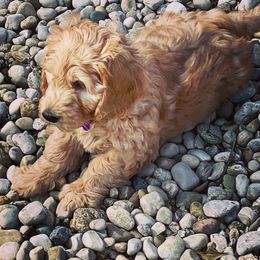 Goldendoodle Puppies from KSchott Kennels