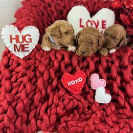 Goldendoodle Puppies from Maryland Designer Doodles