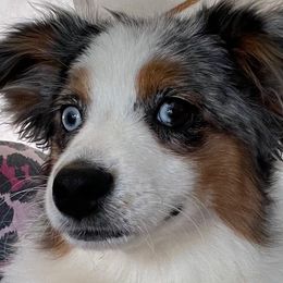 Mabel - Toy Australian Shepherd