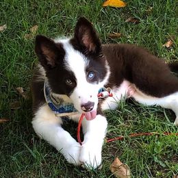 Border Collie Puppies from Willow Spring Border Collies