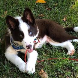 Border Collie Puppies from Willow Spring Border Collies