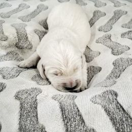 Golden Retriever Puppies from Olivia Denham