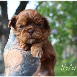 Nefertiti - female Shih Tzu puppy in Warren, Michigan from Danielle's Yorkie Babies