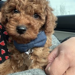 Boy 1 Duke - Poodle puppy from Mariya's Cavapoos