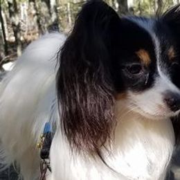 Border Collies and Papillons from Larimar Border Collies and Papillons