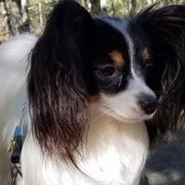 Border Collies and Papillons from Larimar Border Collies and Papillons