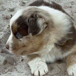Wilbur - Red merle male Miniature Australian Shepherd puppy in Daytona Beach, Florida from Underhill Aussies