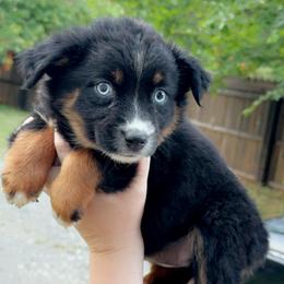 Bell - Black tri female Miniature Australian Shepherd puppy in Dillwyn, Virginia from Sand Creek Toy and Mini aussies