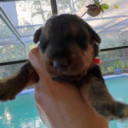 Mr. Orange - Black and tan male Airedale Terrier puppy in Trinity, Florida from Black Opal