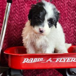 Willy - Black and white male Portuguese Water Dog puppy in Narvon, Pennsylvania from Prized Family Porties