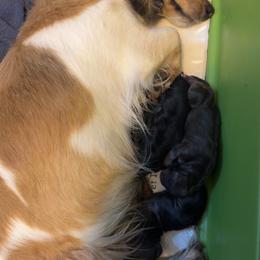 Brian - Gray (blue) male Dachshund puppy in Knoxville, Tennessee from East TN Dachshunds