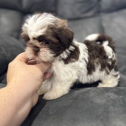 Jack - Liver and white male Shih Tzu puppy in Springfield, Missouri from Lopez Family Tails
