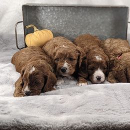 Cavapoo and Whoodle Puppies from Gardner Lane Puppies