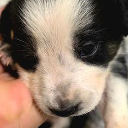 Aimee (Puppy 6 -Female) - Tri-color female Border Collie puppy in Danielsville, Georgia from MABorderCollies