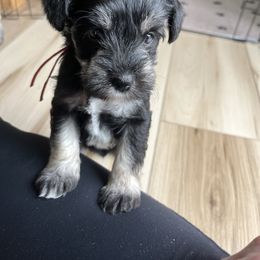 Miniature Schnauzer Puppies from Miles Family Schnauzers