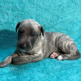 Odyssey - Blue brindle male Whippet puppy in Gentry, Arkansas from Mardel Robeson of Mulberry Hollow Whippets