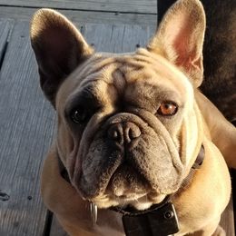 Izzy - French Bulldog