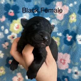 Girl 2 - Black female German Shepherd puppy in Marianna, Florida from Haus M Godwin