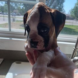 Boxer Puppies from Vandalo Boxers