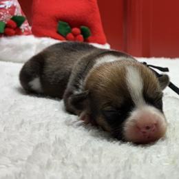 Jovi - Sable female Pembroke Welsh Corgi puppy in Fayetteville, Tennessee from Sulphur Springs Corgis