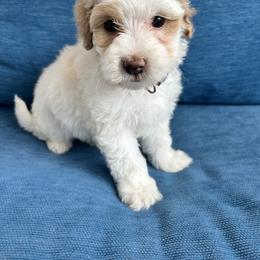 Cavalier King Charles Spaniel, Cavapoo, Havanese, Havapoo, and Poodle Puppies from West Cobb Dogs