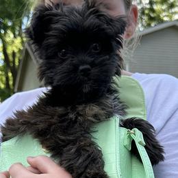 Companion Cross Puppies from Yorkies from the heart