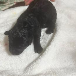 Luna - Black female German Shepherd puppy in Near Richmond, Virginia from German Shepherds of Virginia