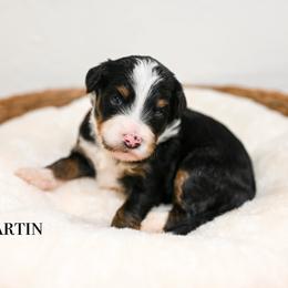 Martin - Tri-color male Bernedoodle puppy in Tucson, Arizona from Sun Valley Goldendoodles