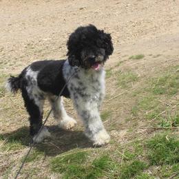 Aussiedoodles, Miniature Australian Shepherds, and Poodles from K Kountry Farm