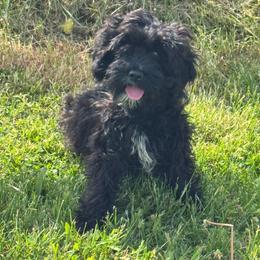Graylie - Black female Cockapoo puppy in Lancaster, Kentucky from Dream Paws Puppies, LLC