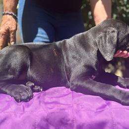 Mistique, Girl 3 - Cane Corso puppy from K9 Guardian Cane Corso