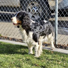 Bea Bea - English Springer Spaniel