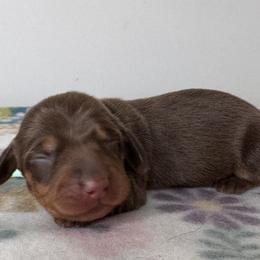 Lolly - Chocolate and tan female Dachshund puppy in Wallingford, Kentucky from Hensley Homestead Dachshunds