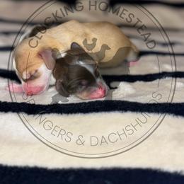Foxy - Cream female Dachshund puppy in Fond Du Lac, Wisconsin from Clucking Homestead Springers & Dachshunds