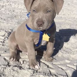 American Bully Puppies from South Georgia Pitbull & Bully Kennel