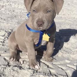 American Bully Puppies from South Georgia Pitbull & Bully Kennel