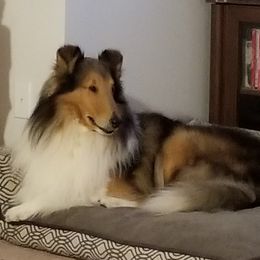 Saber - Collie