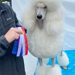 Poodles from Claudette's Poodles