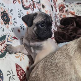 Beau - Fawn male Pug puppy in Olin, North Carolina from Piggy Pugs