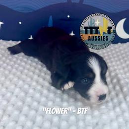 Flower - Black tri-color female Australian Shepherd puppy in Tucson, Arizona from TTTNT Aussies