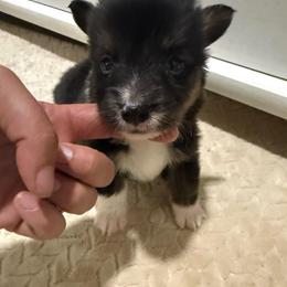 Full fluffy Echo - Black and tan male American Corgi puppy in Decatur, Texas from Bar S Corgis