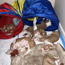 Ibizan Hound Puppies from Phantom Kennels Ibizan Hounds