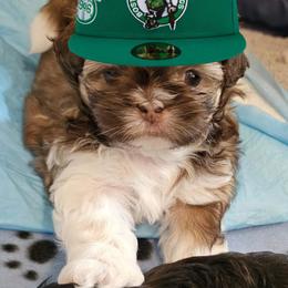 Izabella - Liver and white Shih Tzu puppy in Massachusetts from Luna's Shih Tzu Pups